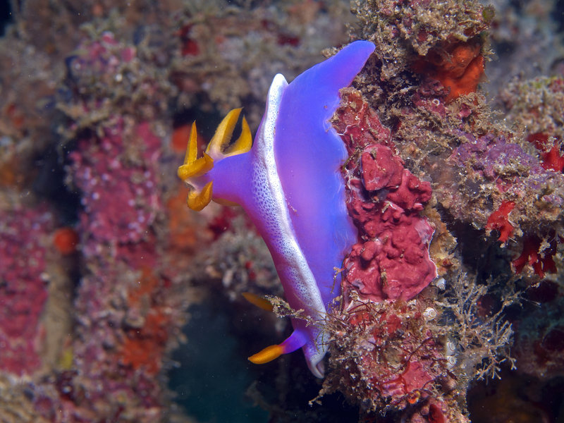 Nudibranch, Sabang Wreck
